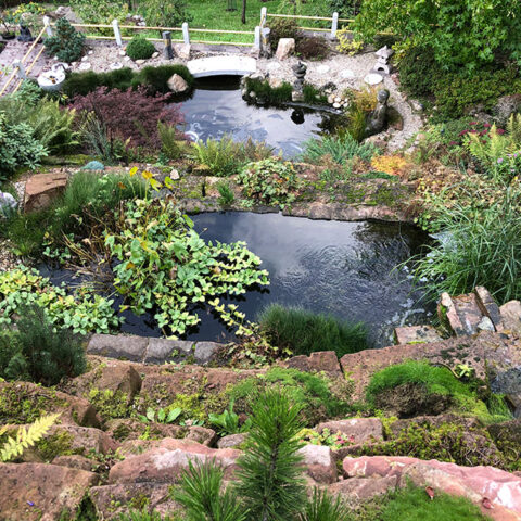 Bild eines Teiches in Naturgarten