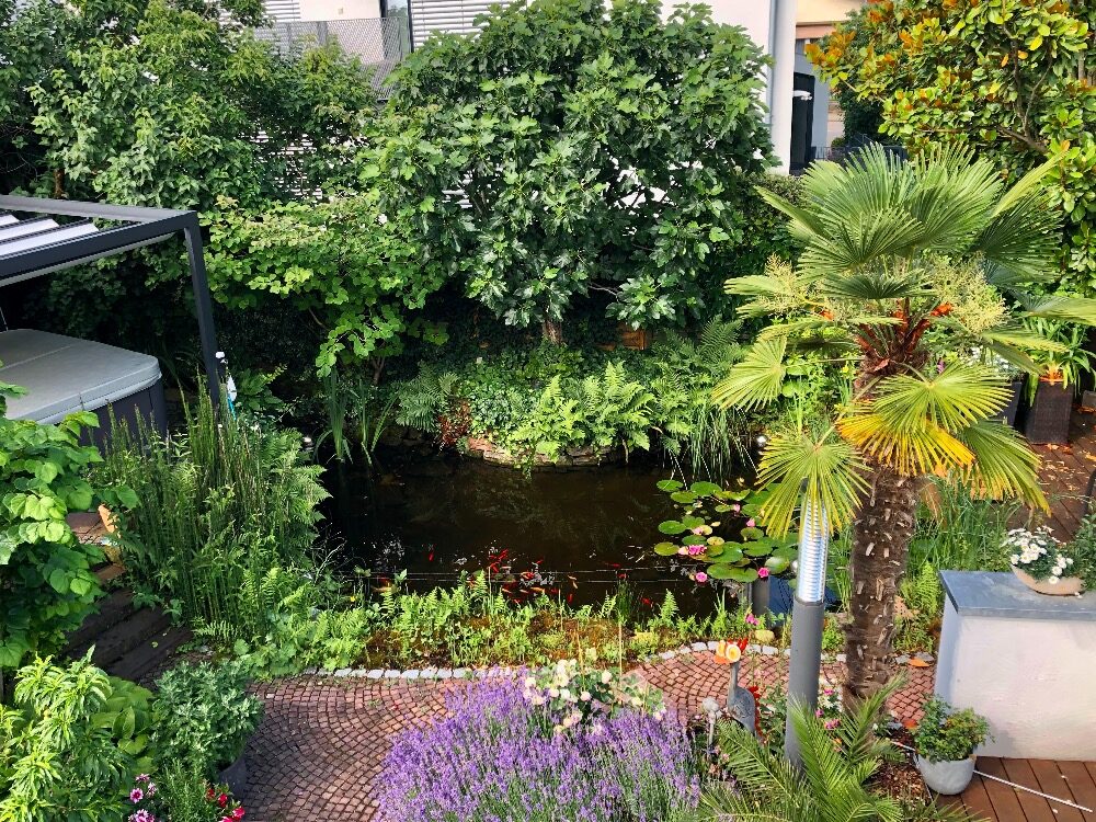 Garten Heidelberg mit Palme