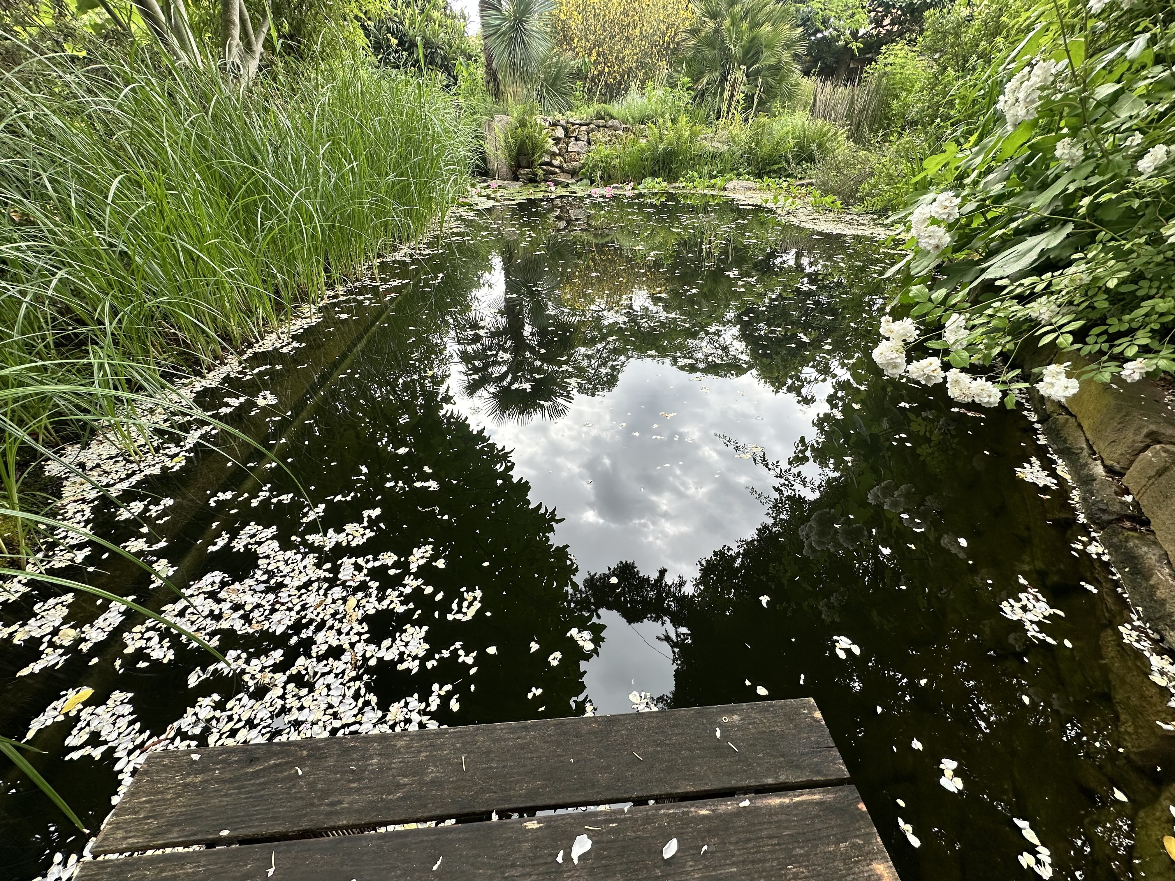 der Wind trug tausende Rosenblüten in den Teich
